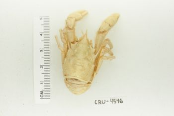 Media type: image;   Invertebrate Zoology CRU-4546 Description: Preserved Specimen.;